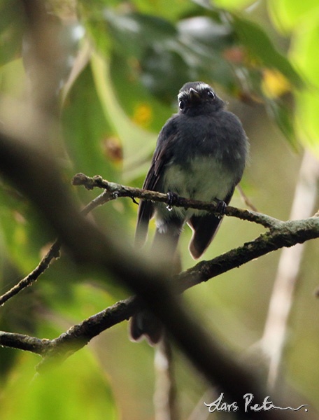 White-bellied Fantail